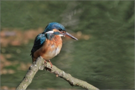 <p>LEDŇÁČEK ŘÍČNÍ (Alcedo attis) Šluknovsko - Jiříkov /Common kingfisher - Eisvogel/</p>
